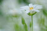 Große Sternmiere Stelleria holostea